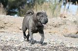 SHAR-PEI 229